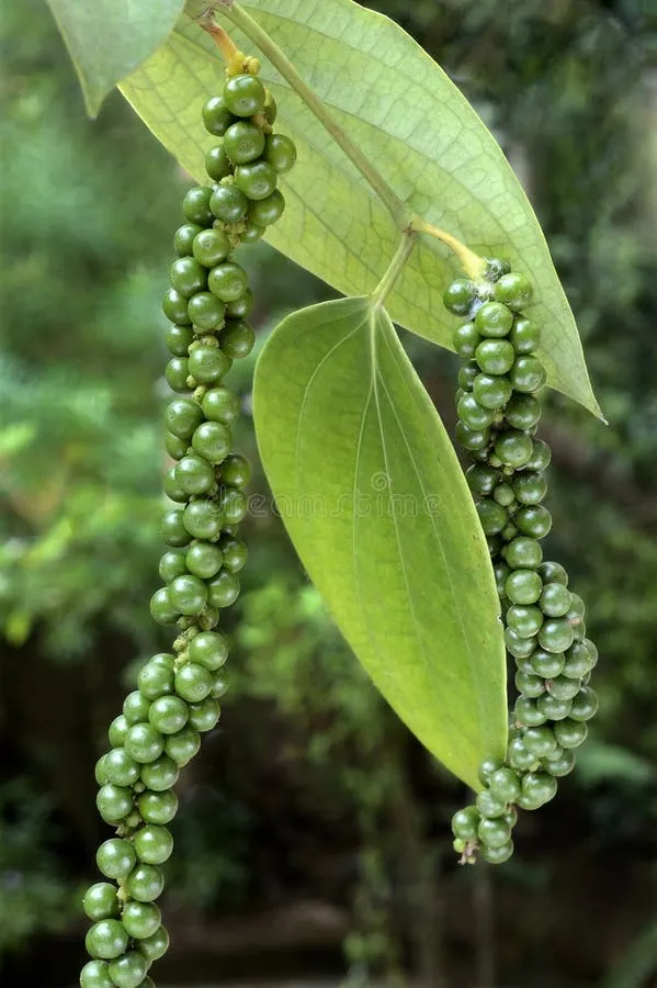 Wayanad Black Pepper from Kerala, India