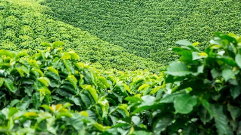Lush green tea or spice plantation fields